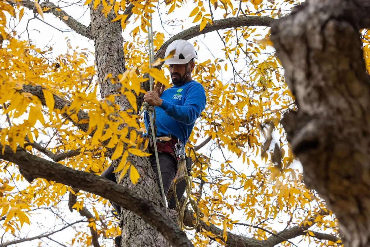 Skilled Tree Transplanting crew working in Pemberton